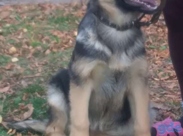 Сабаки, фотография 5