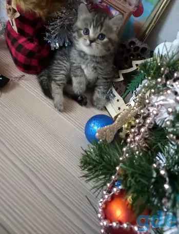 Шотландские котята, фотография 3