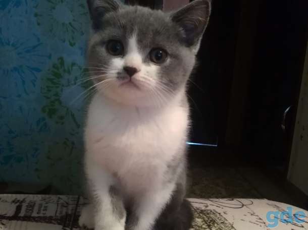 Британские котята, фотография 1