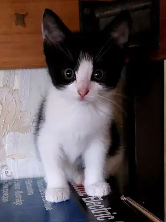 Ищу семью для котенка, фотография 1