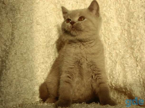Британские котята, фотография 6