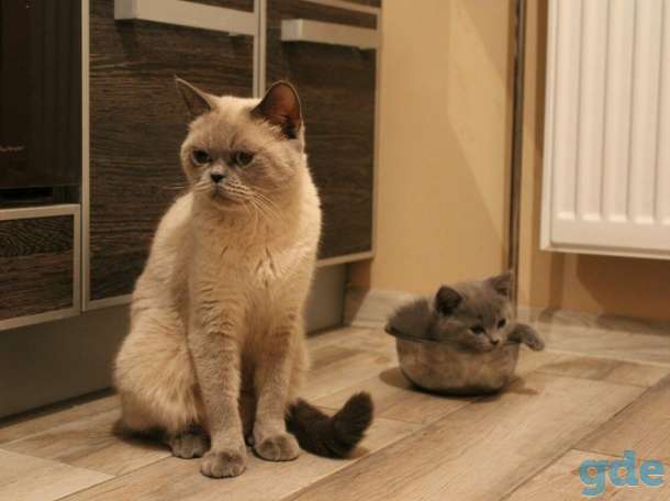 Котята, фотография 3