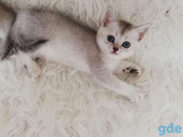 котята шиншилла на серебре, фотография 7