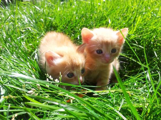 котят в дар, фотография 1