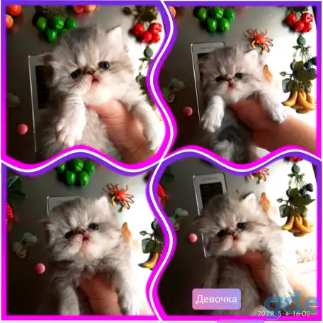 Персидские котята экстремального типа чистокровные. Персы., фотография 8