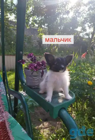 Щенки Папийон, фотография 1