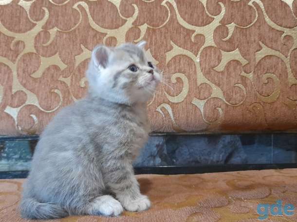 котята шотландские, фотография 1