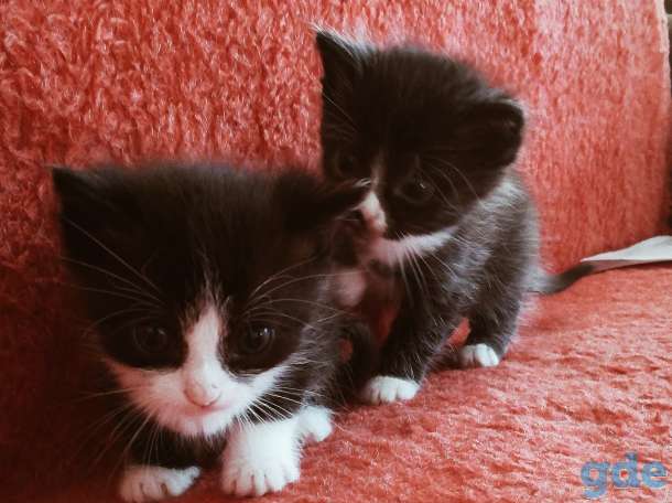 Котята, фотография 2