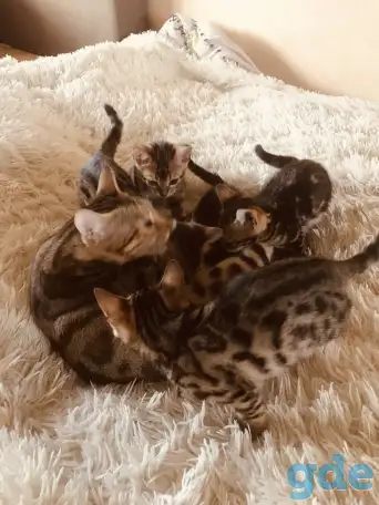 Бенгальские котята, фотография 1