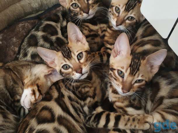 Бенгальский котенок, фотография 4