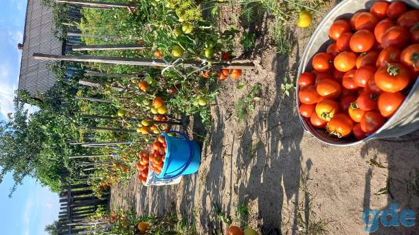 Продажа свежего домашнего томата, фотография 2