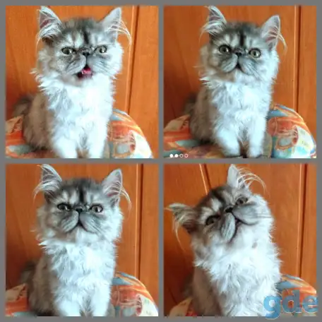 Персидский мальчик Зайчик. Персы. Котята., фотография 10