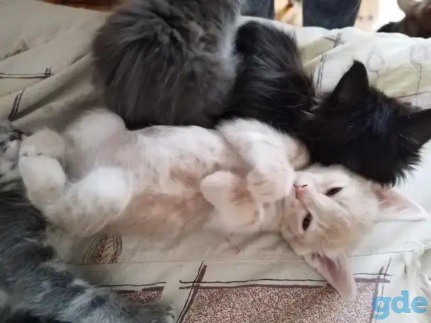 Курильский бобтейл котята, фотография 8