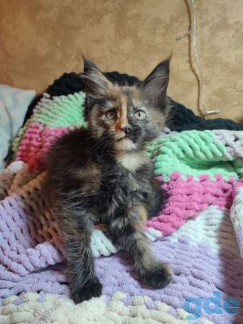 Котята Мейн-кун, фотография 4