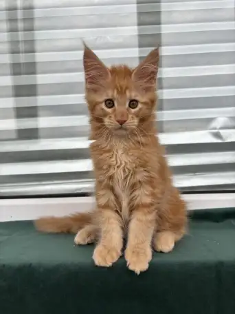 Котенок мейн кун, фотография 1