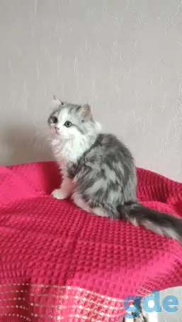 Шотландские котята с голубыми глазами, фотография 2