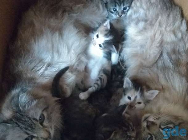 Котята в дар., фотография 4