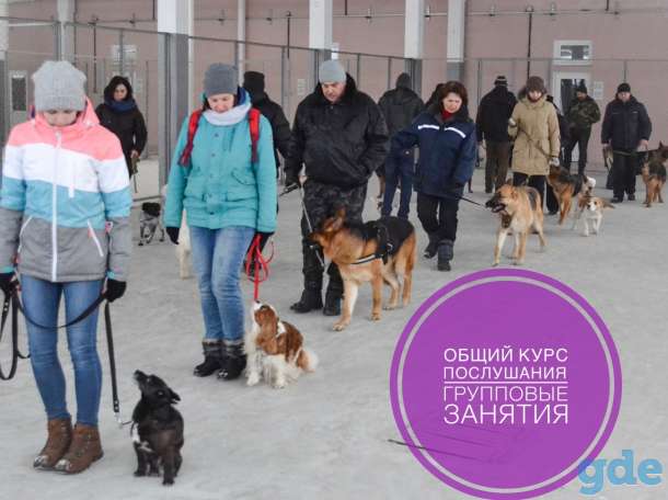 Групповая дрессировка собак, фотография 2