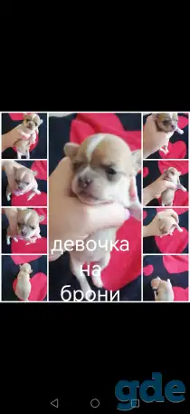 Щенки чихуахуа, фотография 6