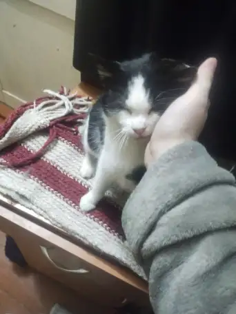 Ласковая кошечка ищет дом, фотография 5