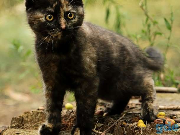 Британский котенок черепахового окраса, фотография 3