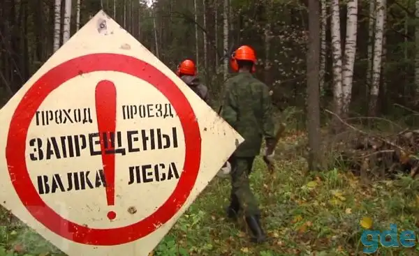 Услуги по валке, спиливанию, фотография 1