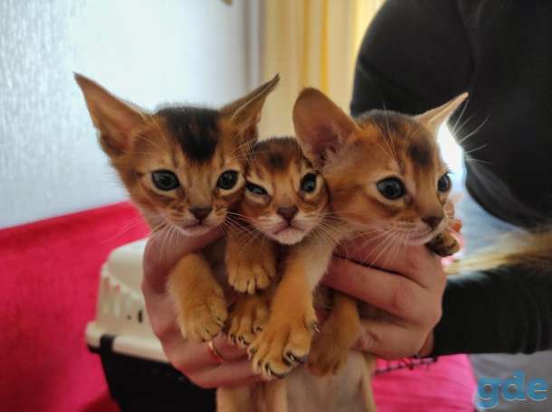 Абиссинские котята, фотография 1