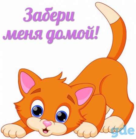 Кошечка Итали, фотография 4