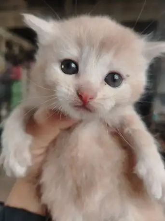 Котенок в дар., фотография 1