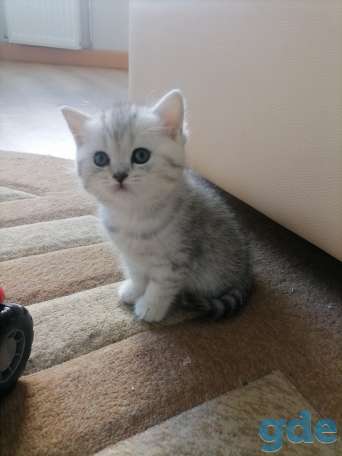 Шотландские котята, фотография 2
