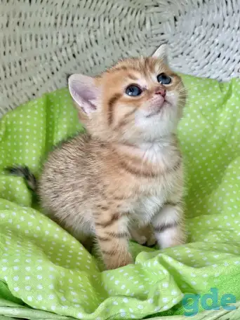 Шотландские котята ЗОЛОТАЯ ШИНШИЛЛА, фотография 5