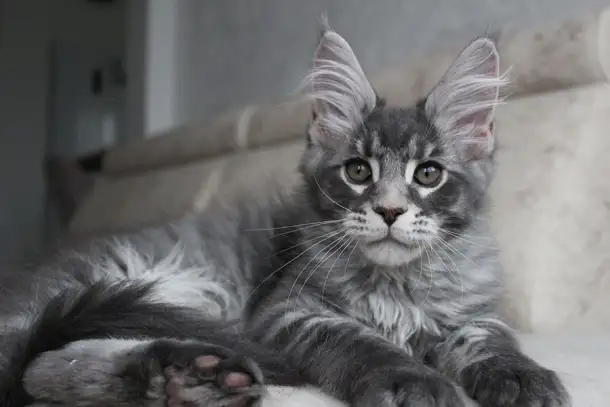 Мейн-кун котенок!, фотография 3