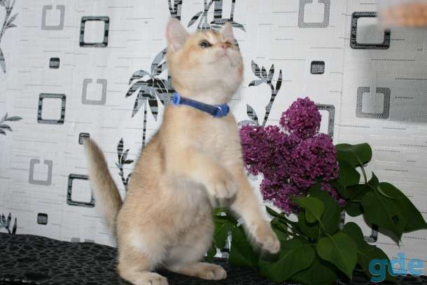 котята британские, фотография 2
