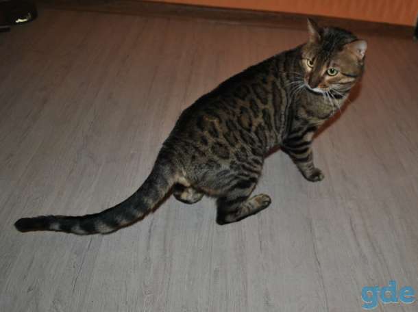Бенгальский кот вязка, фотография 6