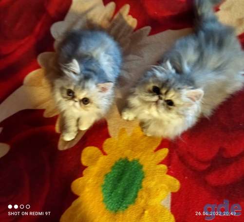 Персидские котята экстремального типа чистокровные персы., фотография 14