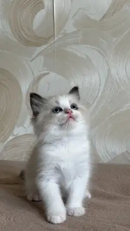 Котята рэгдолл  мальчики, фотография 3