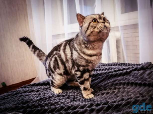 Шотландские котята, фотография 11