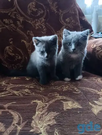 Котята британские, фотография 2