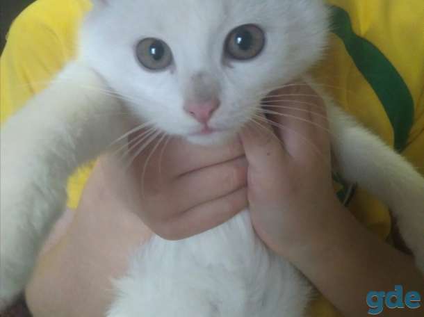 Котята в дар, фотография 4