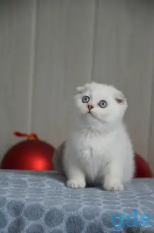 Шотландские котята, фотография 1