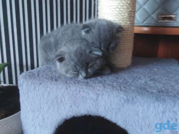 Продам котят., фотография 1