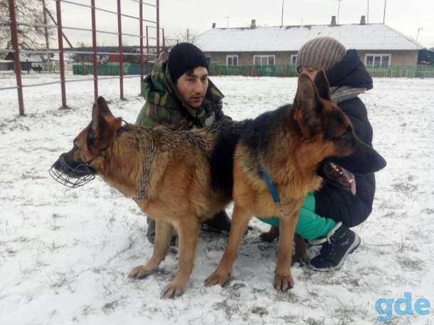щенки немецкой овчарки, фотография 2