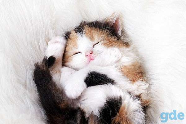 Отдам котят в добрые руки., фотография 6