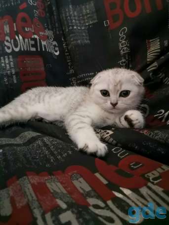Шотландские котята, фотография 2