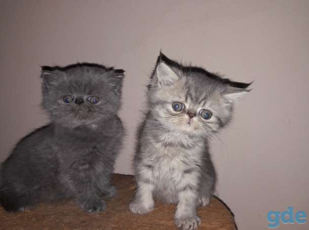 Экзотические котята, фотография 2