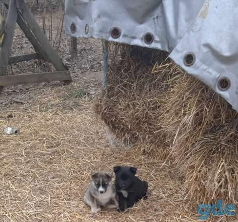 Отдам даром мягких пушистых маленьких друзей, фотография 2