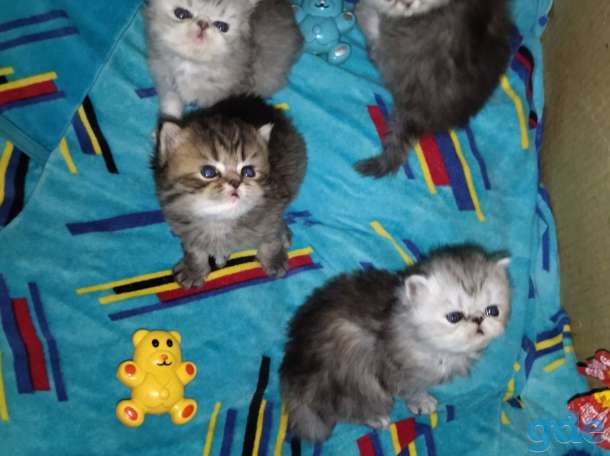 Персидские котята., фотография 6
