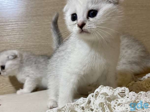 Шотландские вислоухие котята, фотография 2