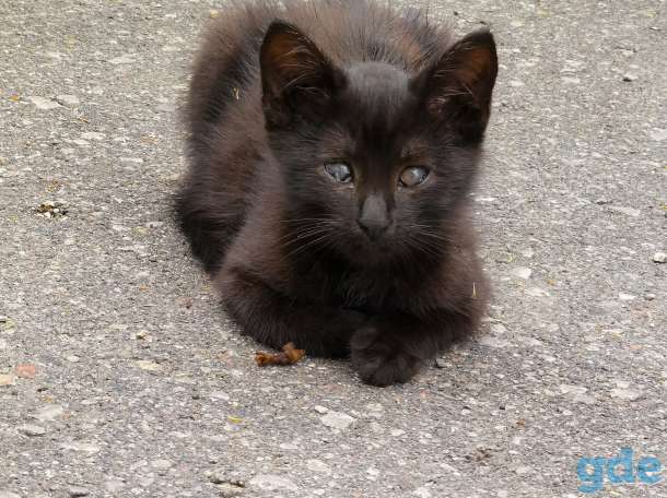 Котенок Анфиса ищет дом!, фотография 7