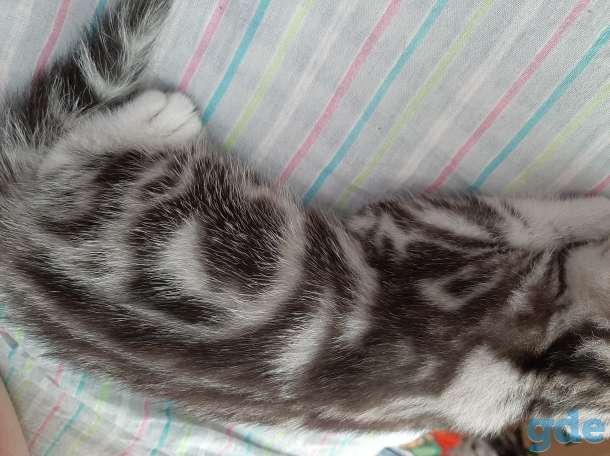 Шотландские котята, фотография 3